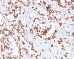 TCF4 Mouse anti-Human, Clone: TCF4/2252, Novus Biologicals:Antibodies:Primary